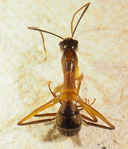Réf. 298 866 : Camponotus sp.